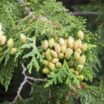 Northern White Cedar Leaf