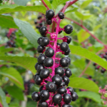Pokeweed