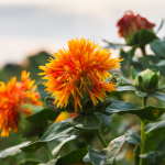 Safflower