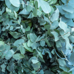 Eucalyptus