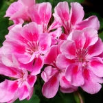Geranium Oil